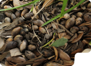 LA imagen muestra bellotas esparcidas por el suelo de la dehesa