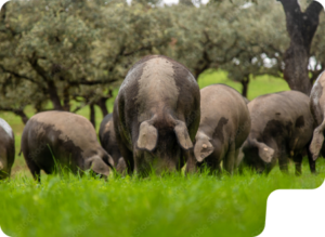 La imagen muestra una piara de cendos ibéricos en la dehesa