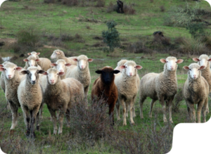 La imagen muestra un grupo de obejas en la dehesa