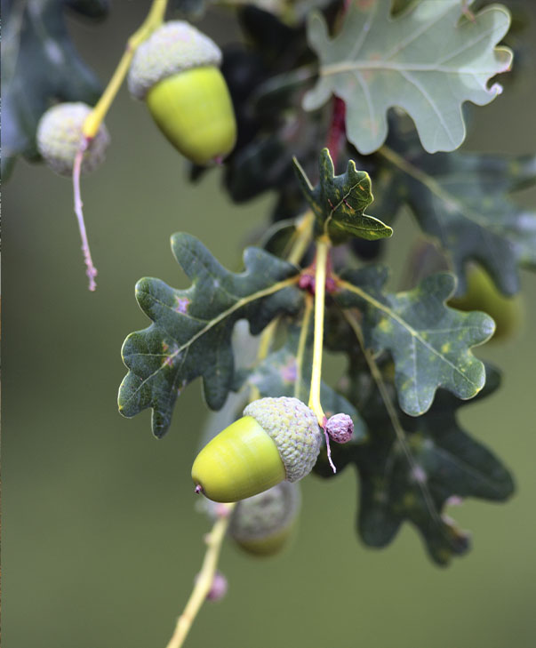 La imagen muestra una rama de encina con bellotas.