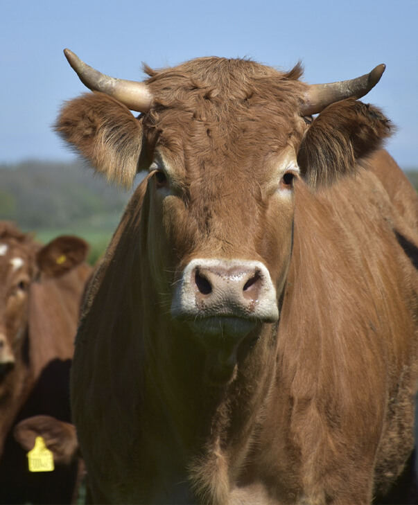 La imagen muestra una vaca marrón en primer plano