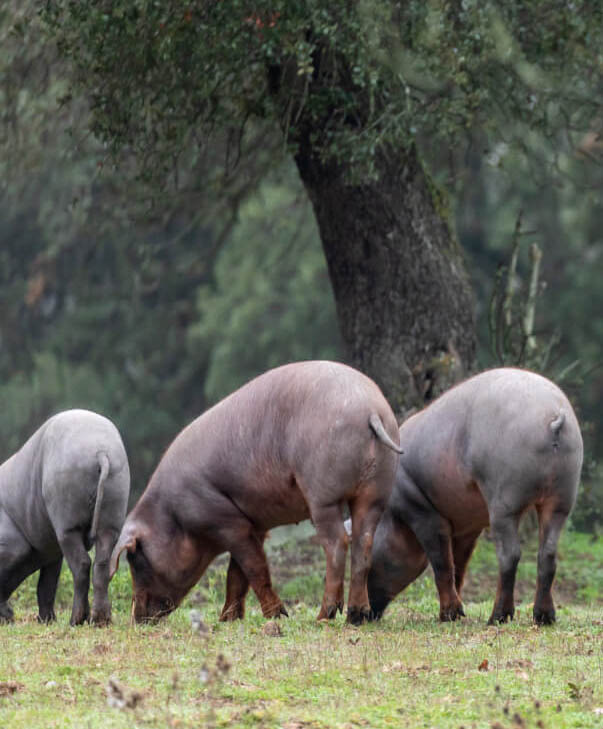 La imagen muestra una piara de cendos ibéricos en la dehesa